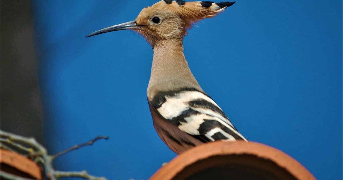 Les oiseaux migrateurs et le confinement
