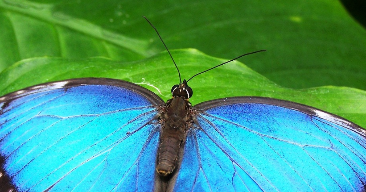 Que se passe-t-il à l'intérieur du chrysalis d'un papillon?
