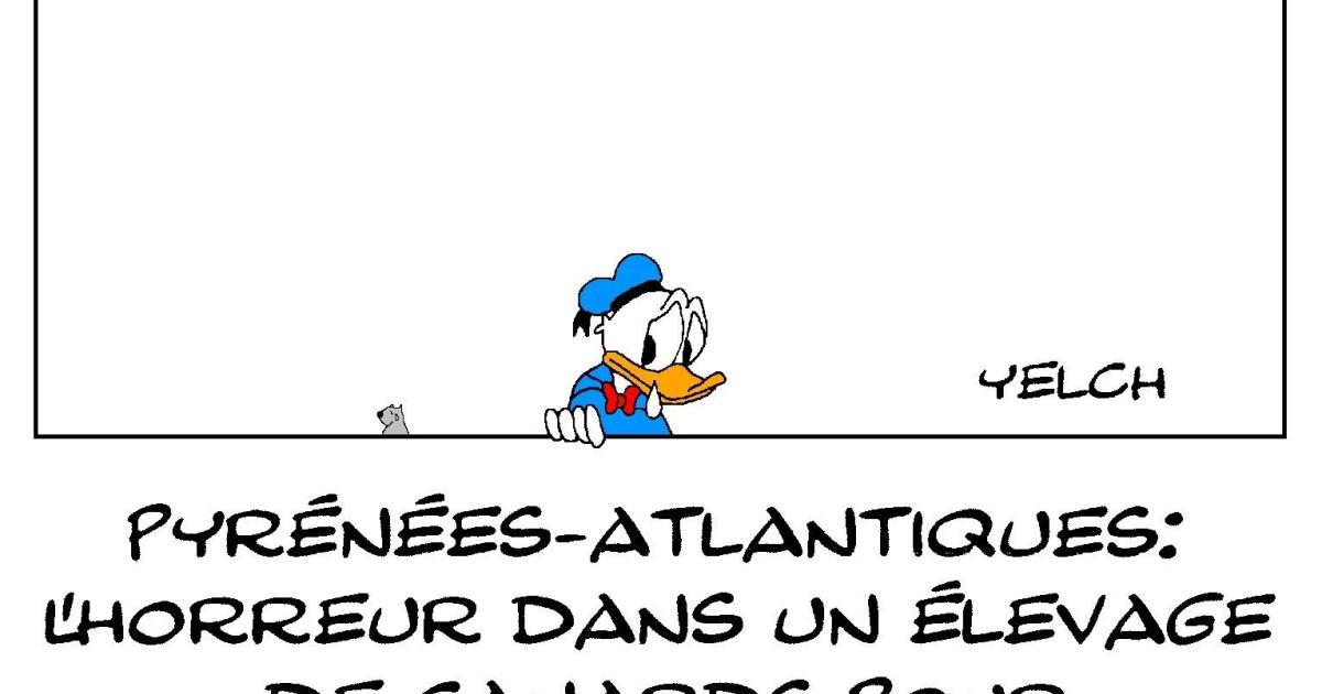 l'enfer dans les élevages de canards?