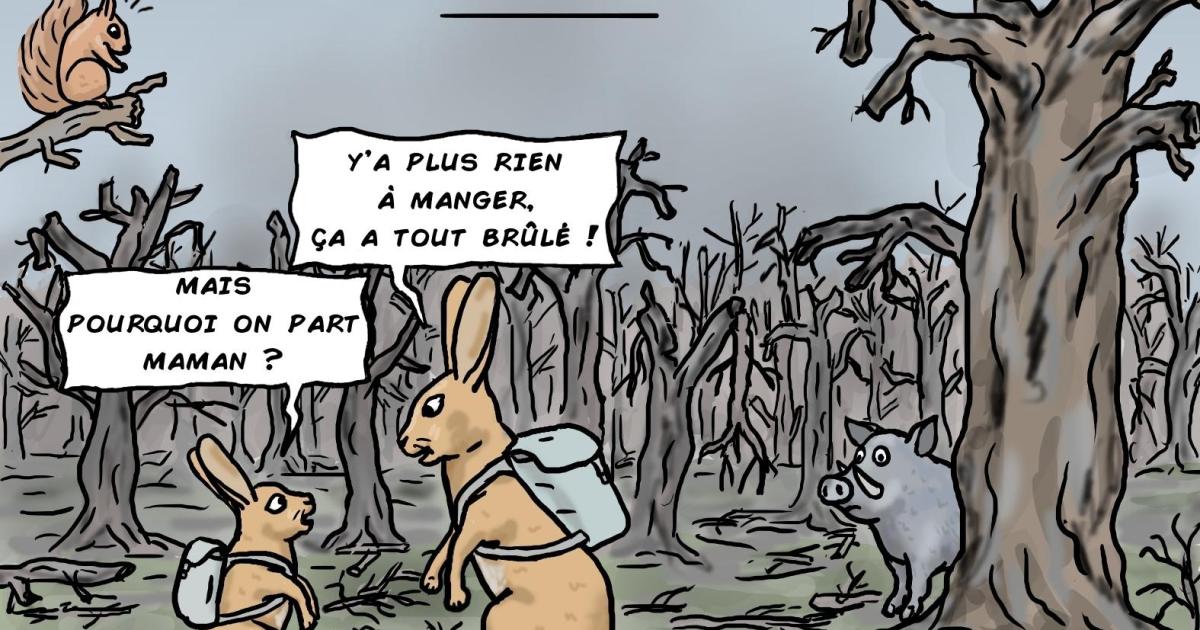 Feux de forêts : que devient la faune ?