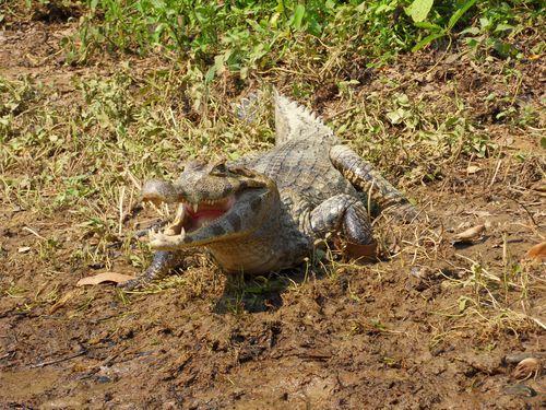 Swimming with Alligators and Pirhanas