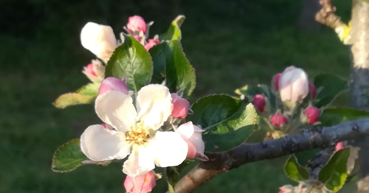 Le printemps