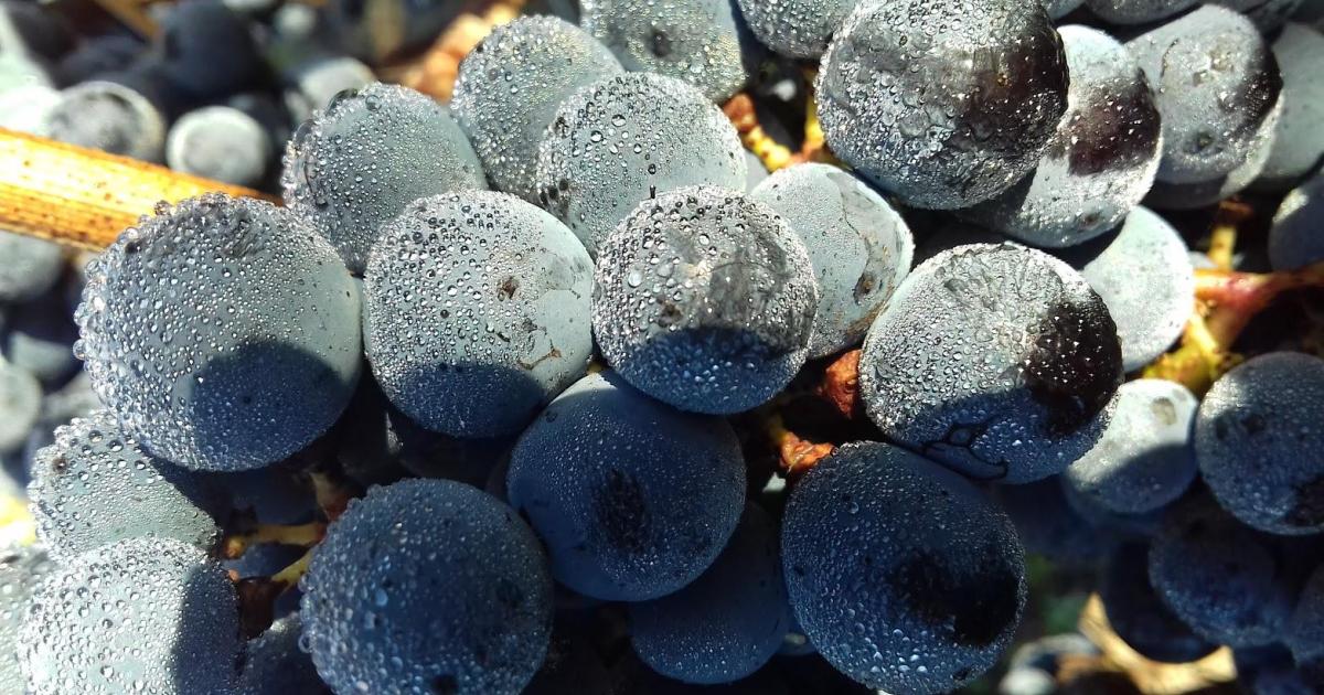 Buvons du vin rouge pour lutter contre les virus mutants