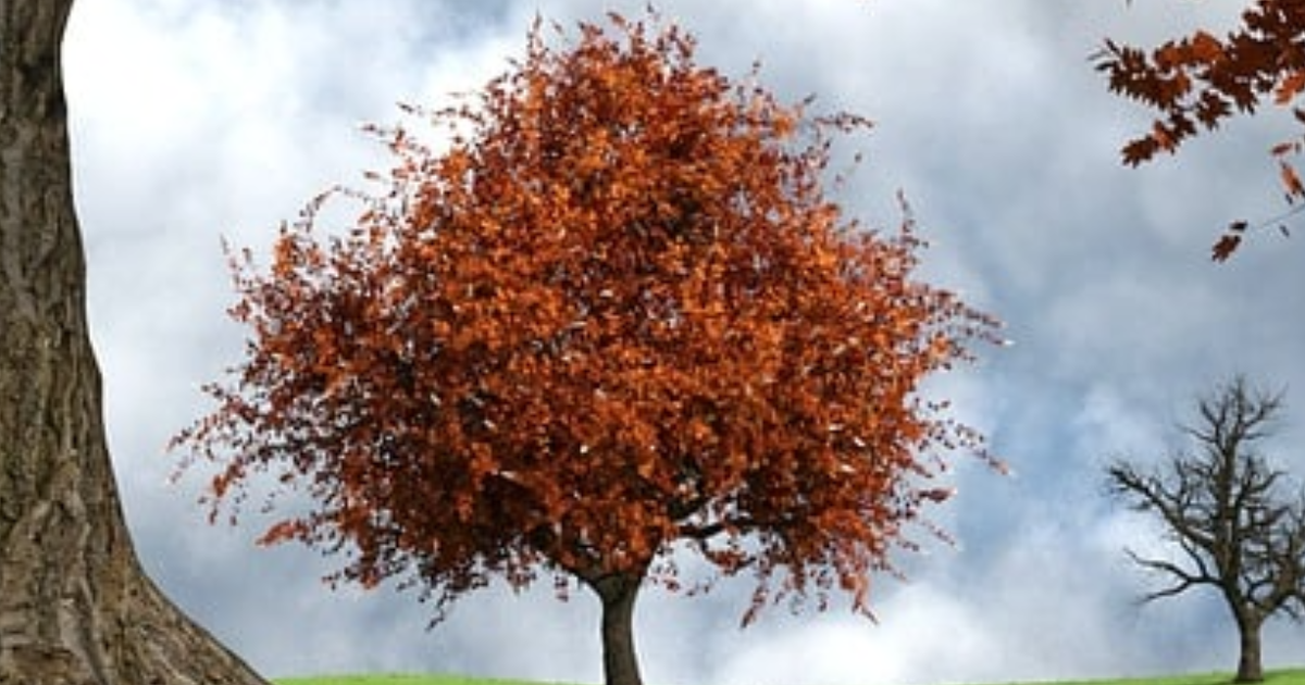 Ô, saisons déréglées