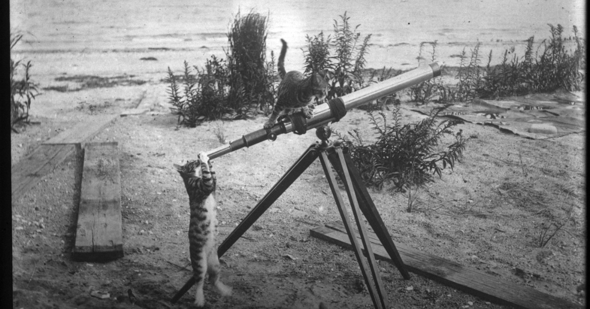 21 La revancha de los gatos