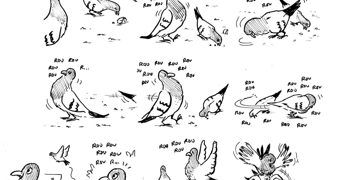 Amours, Pigeons & éducation sexuelle