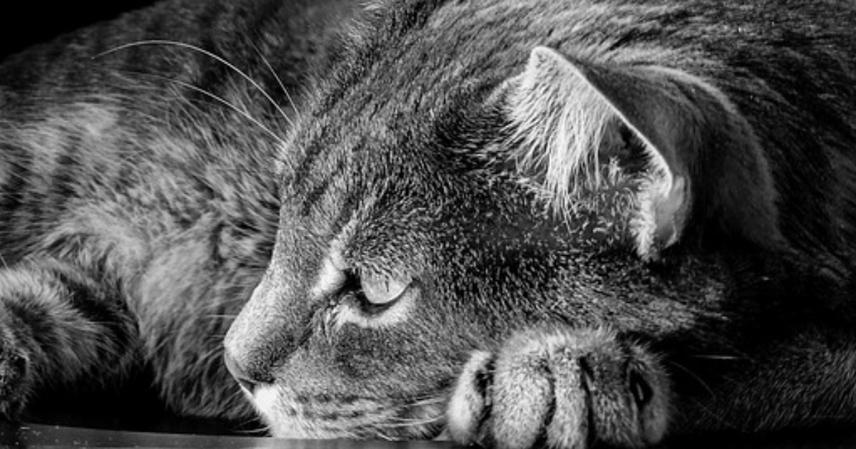 Novembre est un gros chat.