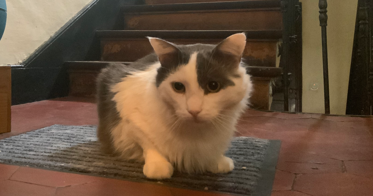 Pendant que les Souris dansent…