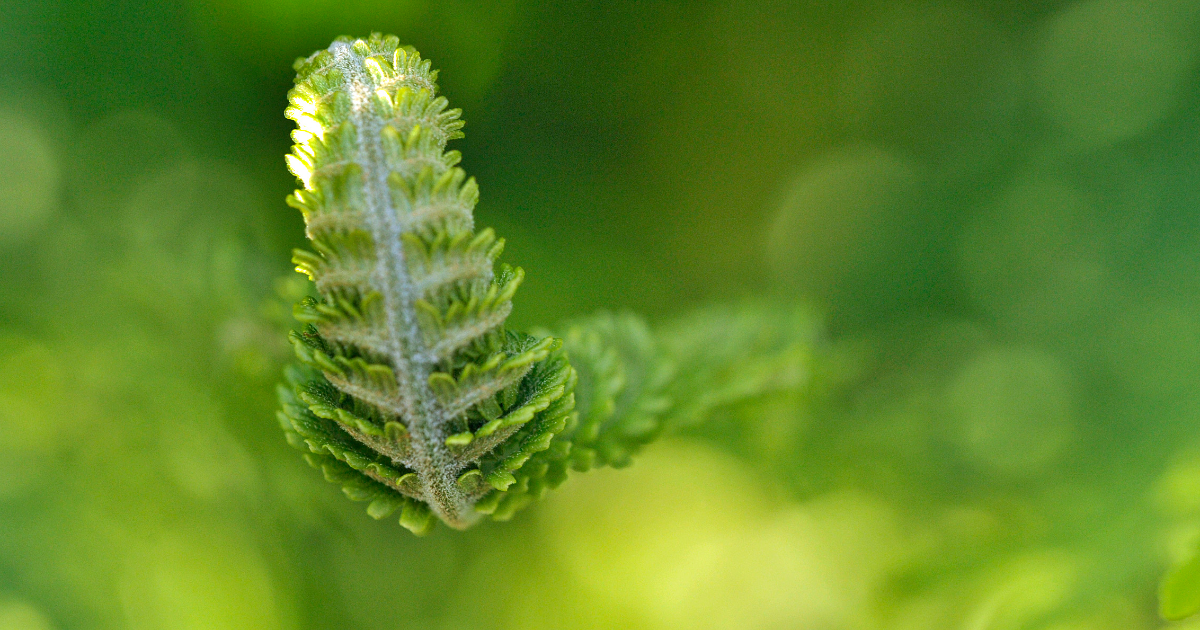 Mini expo photo 17 : Les têtes-de-violon