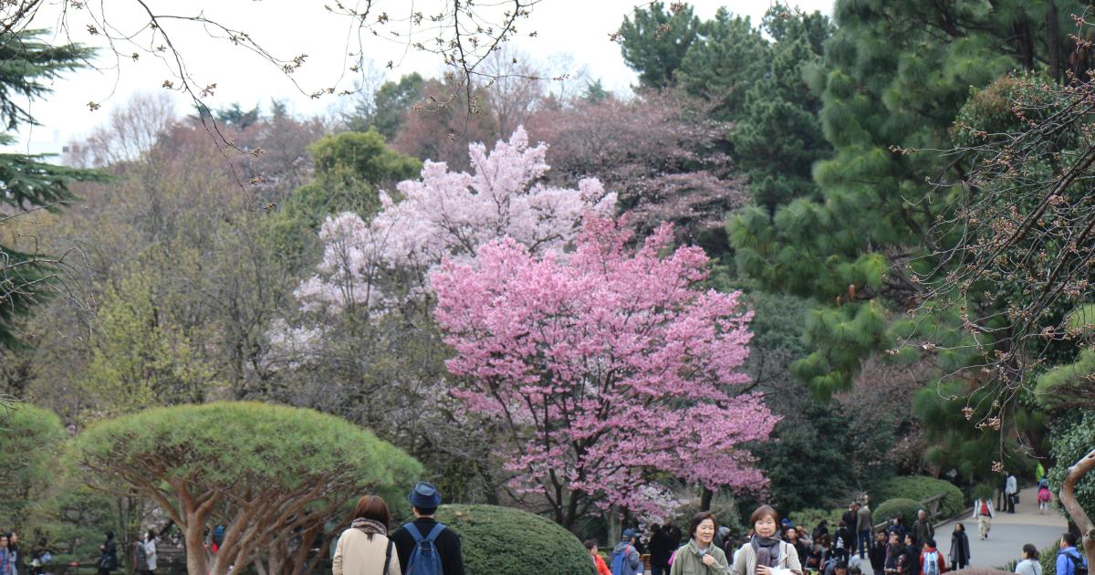 Jour 4, matin (Parc de Shinjuku)