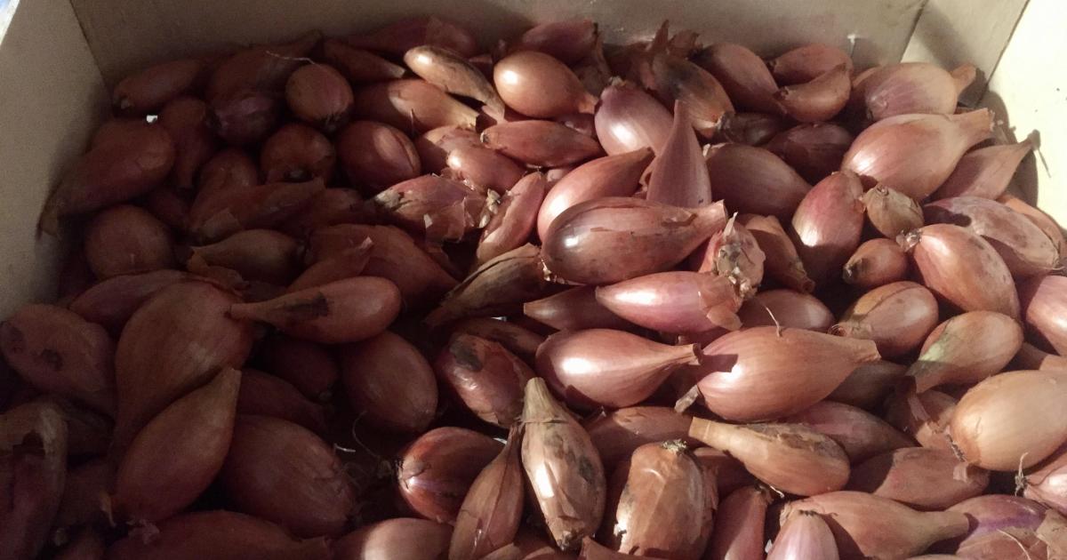 Le jardin du 23 Juillet