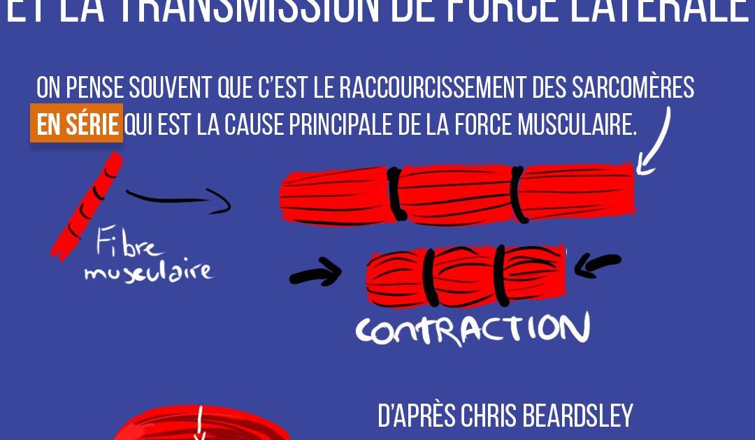 Les costamères et la transmission de force latérale