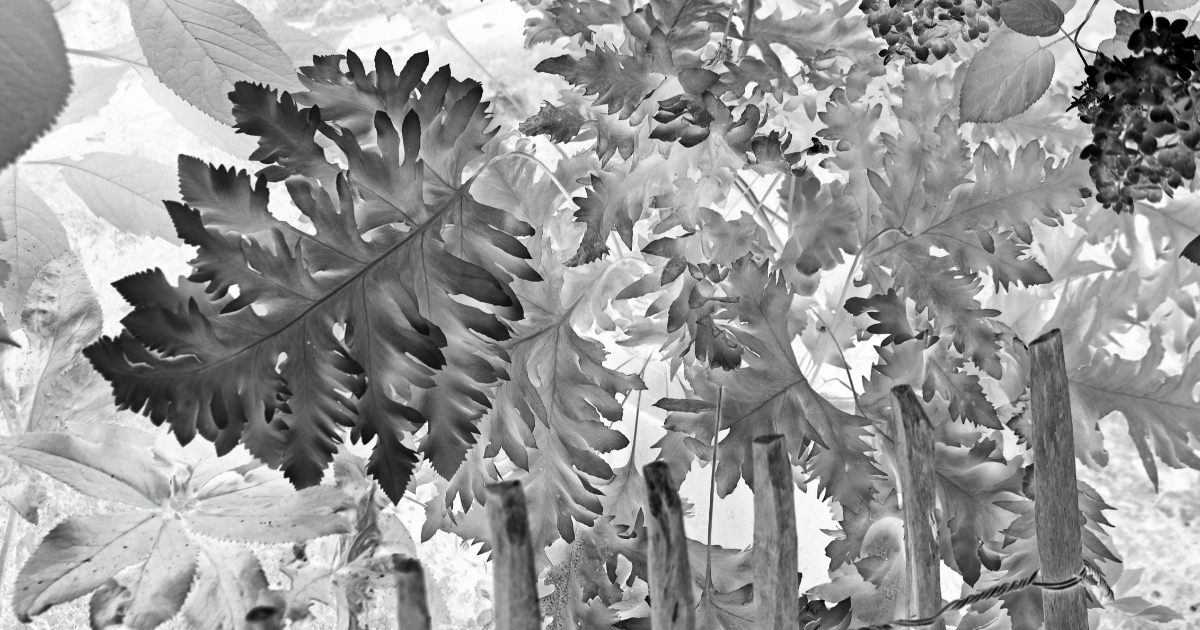 Le silence des plantes