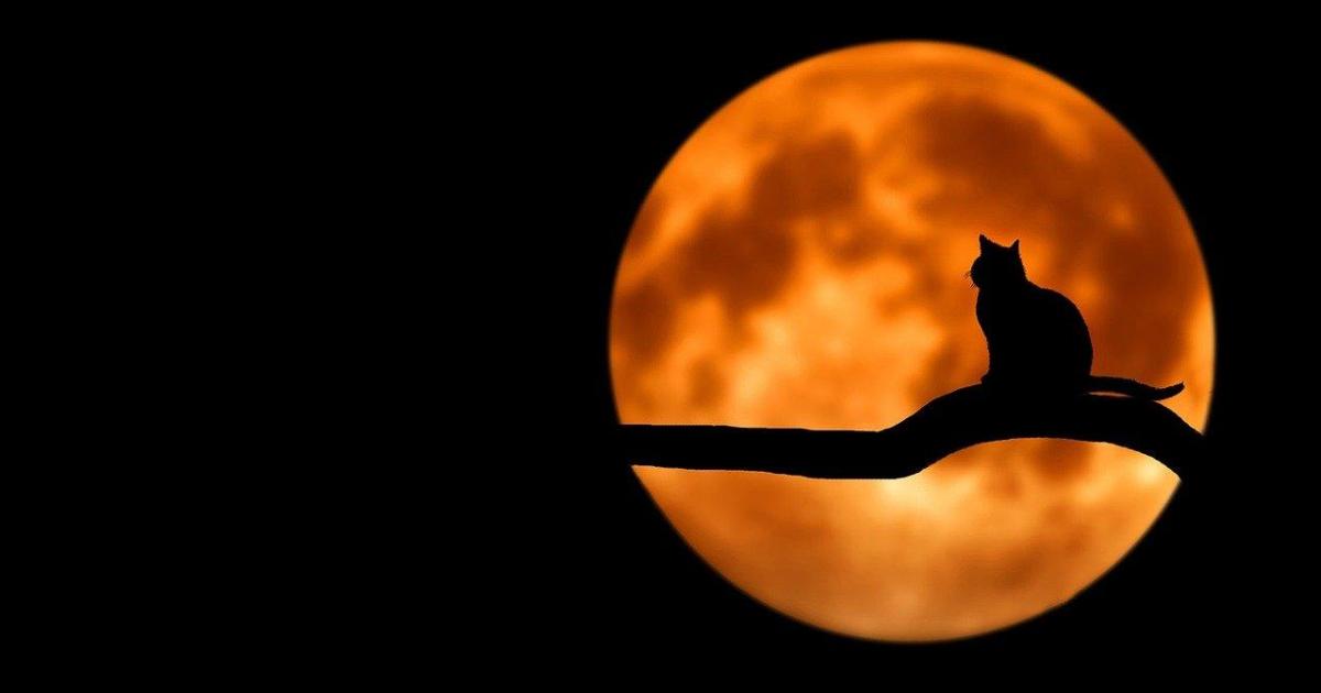 Le chat
