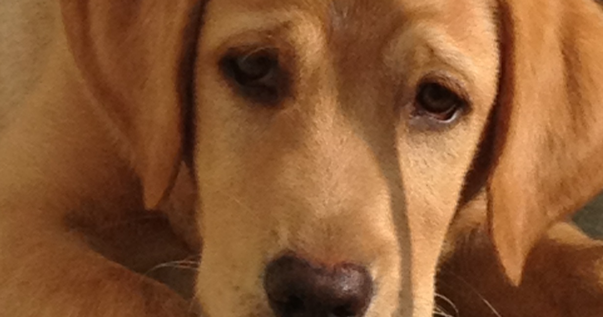 Haloha, réformée Chien guide d'aveugles