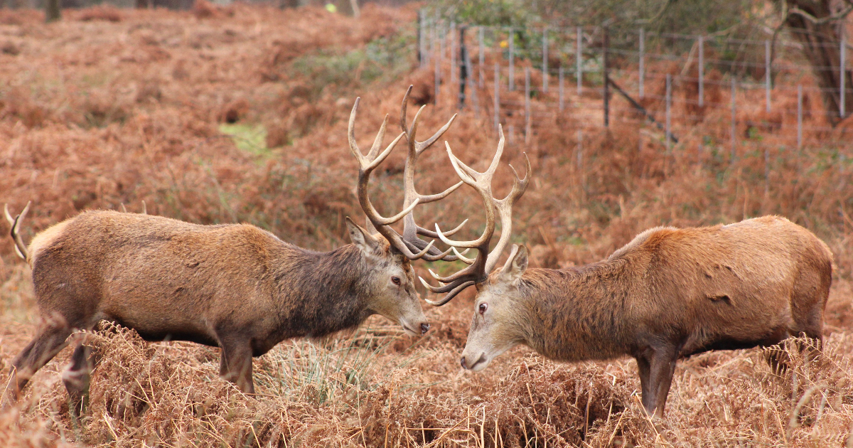 Rut - 2