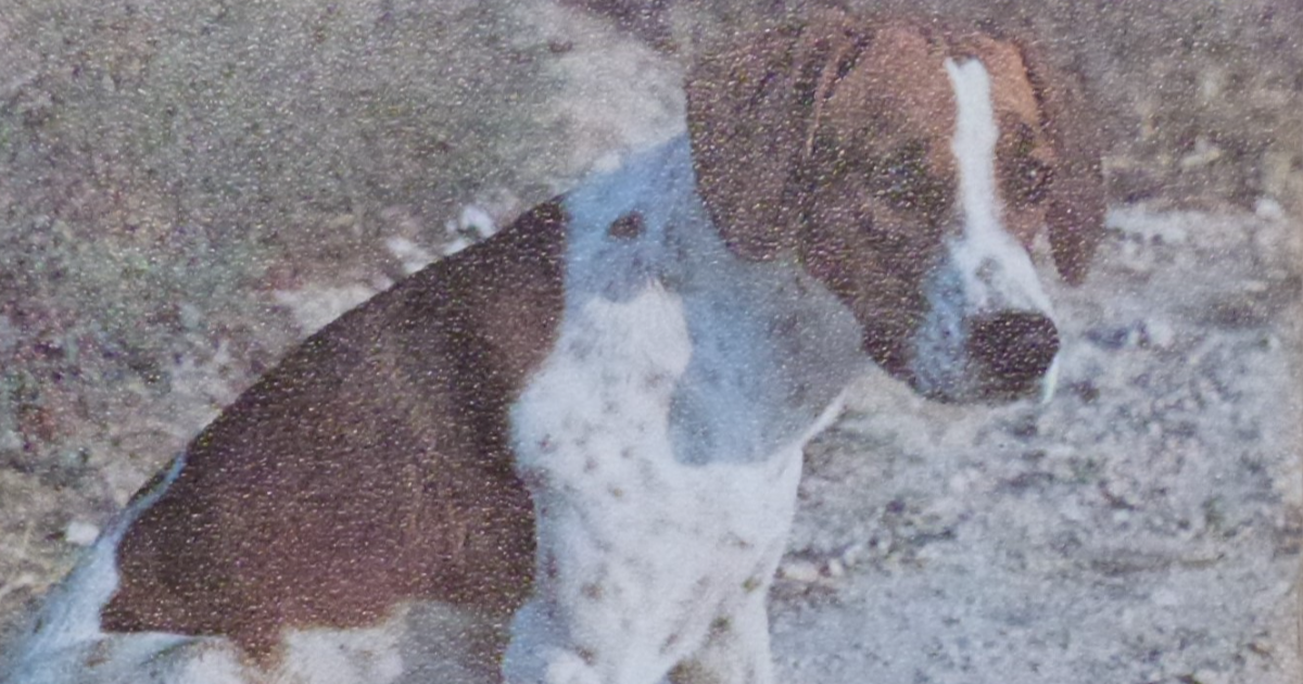 Cave canem