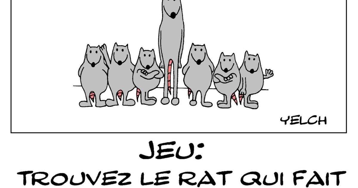 Jeu : trouvez le rat qui fait du basket