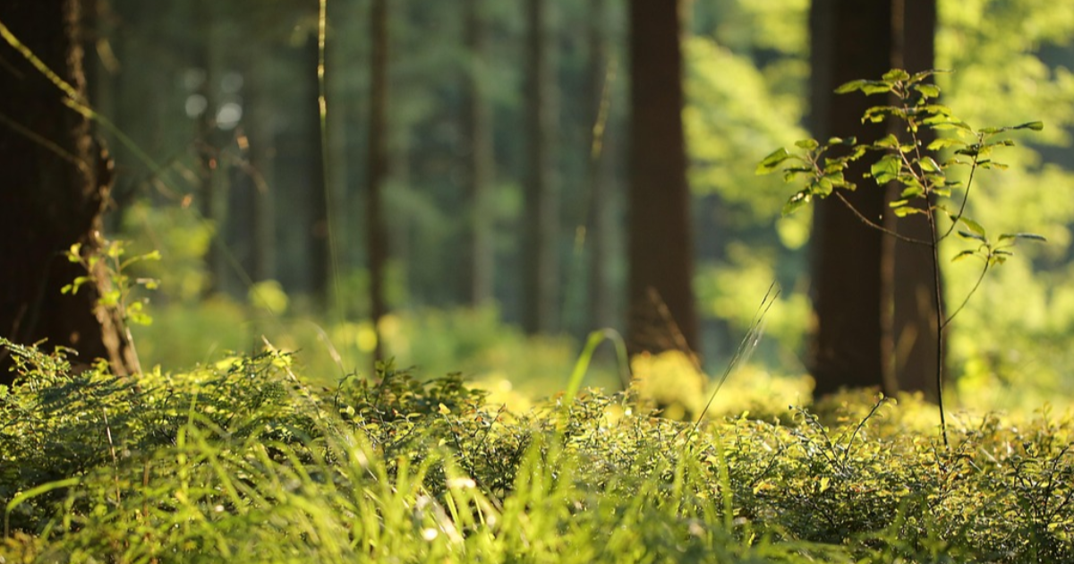 Préquel Odyssées cosmiques : Cerf