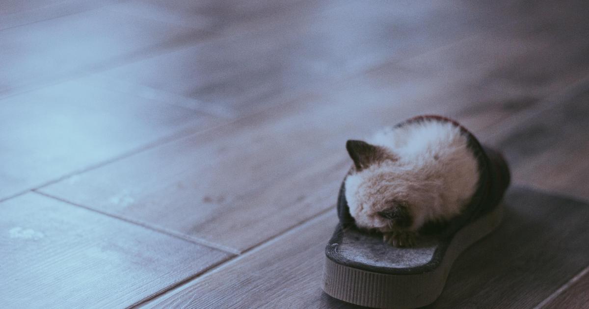 Pantoufle (19/05/2020)