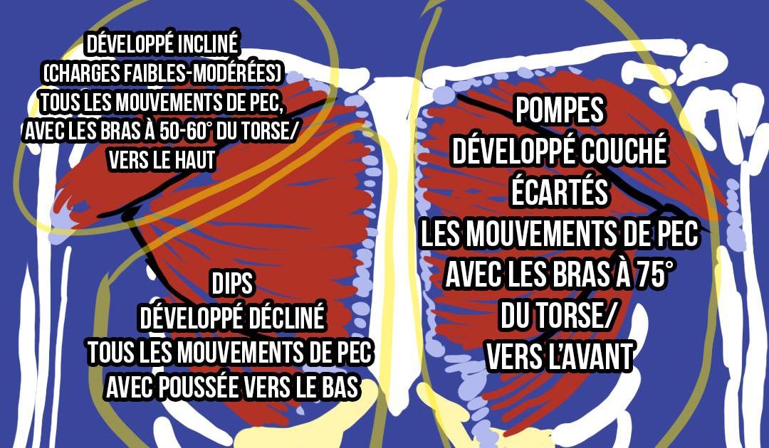 Les pectoraux