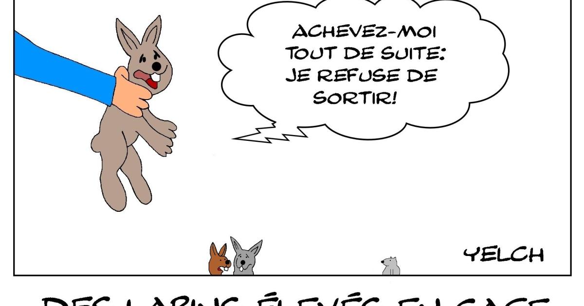 Lapins de cage et de chasse