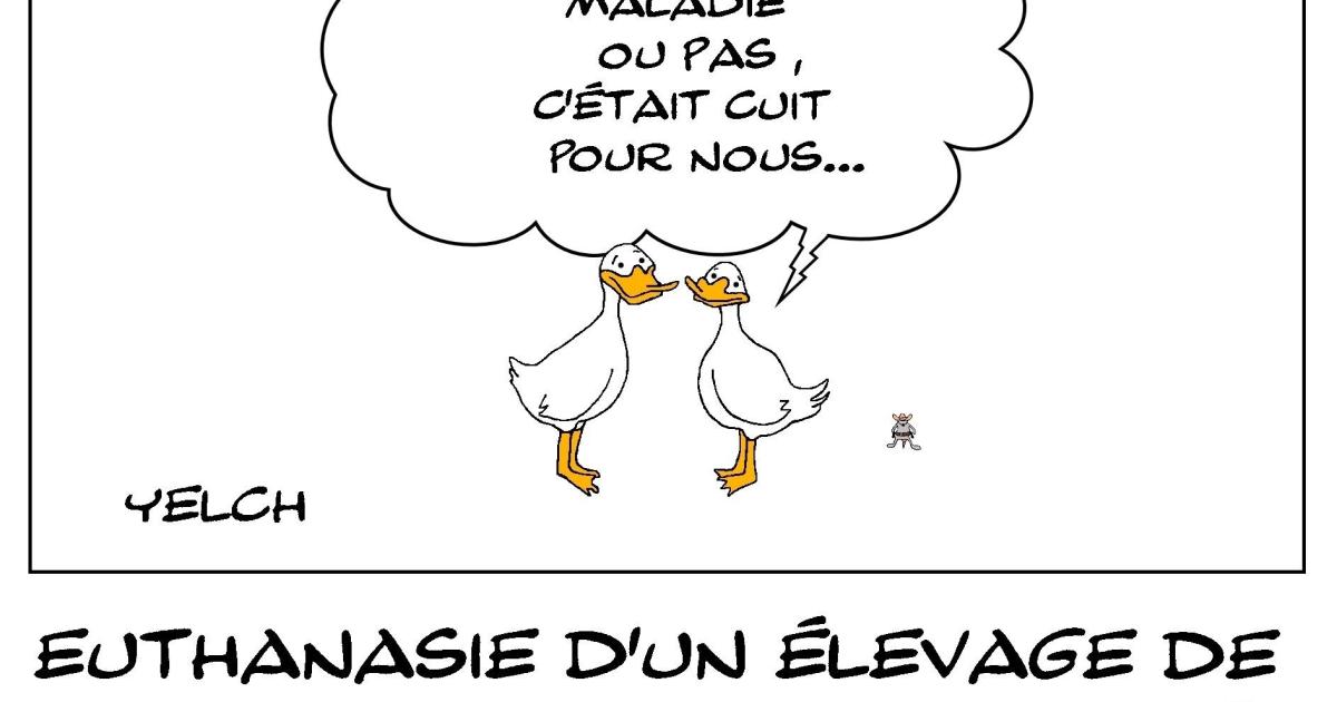 Canards de toute façon foutus