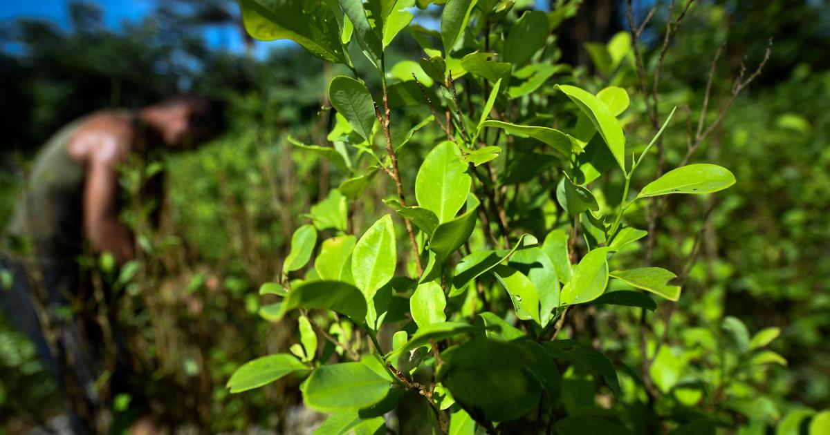 C17H21NO4  (a poem about cocaine)