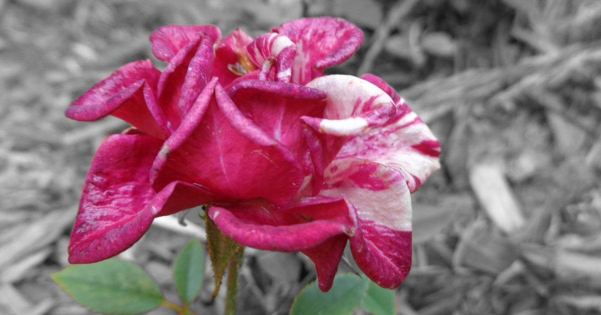 Flora Prologue