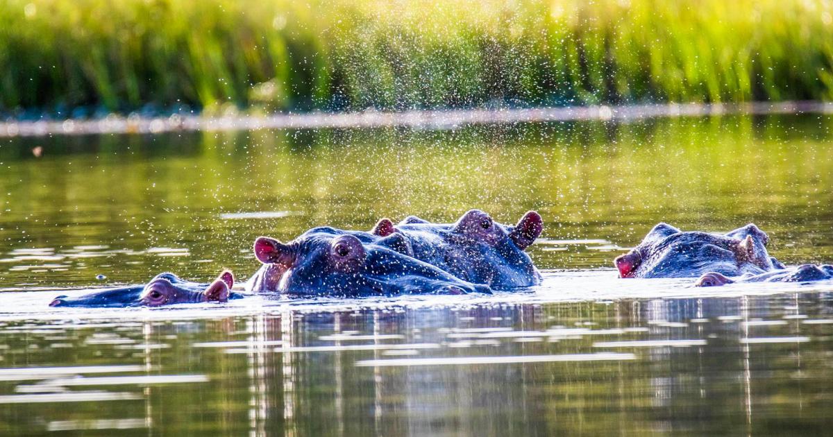 Photos d'Hippos