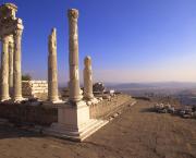 Covid Insanity Alliance