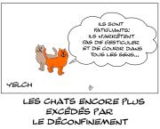les chats apprécient encore moins le déconfinement