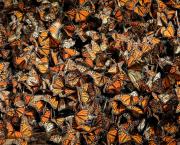 Les papillons de Camille ont disparu