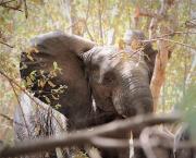 A la poursuite des éléphants