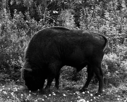 A la recherche du Bison européen dans la forêt primaire