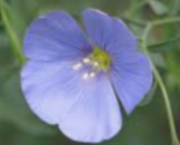 Cette petite fleur