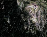 VEGETALIS