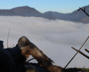 Intergenerational Trauma Transmission and the Path to Resilience