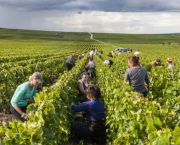 Vendanges