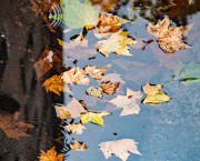 Mon Murmure Polyglotte