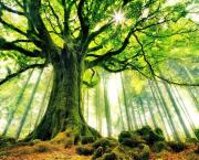 Les bienfaits avérés de la forêt ? Késaco ?