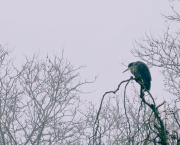 L'esprit des anciens dieux