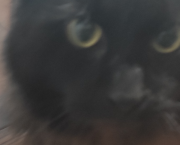 Il re dei gatti .3