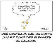 La grippe aviaire est de retour