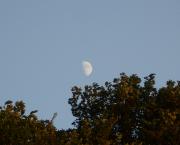 Cherche graines d'amour pour un monde plus beau