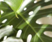 Monstera