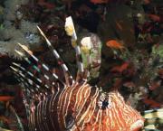Le poisson lion et le système