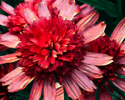 Fleurs du midi, fleurs de rubis.