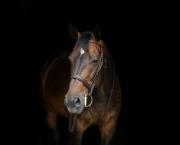 Ecurie Kevyn Thonnerieux : Marion Donabedian en plein boum