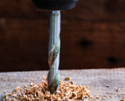 Termite